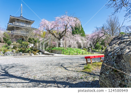 The weeping cherry tree at Josenji Temple shines in the spring sunshine. "A natural monument, the weeping cherry tree is over 300 years old" Gokase Town, Miyazaki Prefecture 124580949