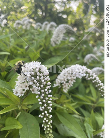Bumblebee on a Gooseneck Loosestrife in Blooming Summer Garden Bumblebee on a Gooseneck Loosestrife in Blooming Summer Garden 124580953