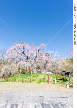 承泉寺的垂枝櫻花樹在春日的陽光下閃閃發光。 「天然紀念物,樹齡超過300年的垂枝櫻花」宮崎縣五瀨町 承泉寺的垂枝櫻花樹在春日的陽光下閃閃發光。 「天然紀念物,樹齡超過300年的垂枝櫻花」宮崎縣五瀨町 124580954