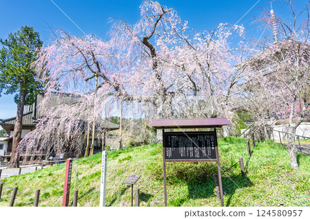 承泉寺的垂枝櫻花樹在春日的陽光下閃閃發光。 「天然紀念物，樹齡超過300年的垂枝櫻花」宮崎縣五瀨町 124580957