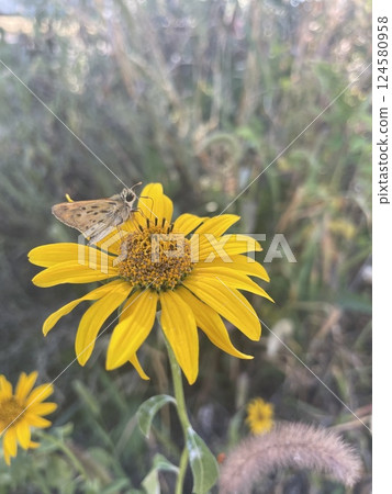 Golden Rendezvous: A Moth's Sunflower Serenade 124580958