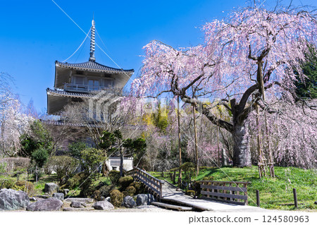 The weeping cherry tree at Josenji Temple shines in the spring sunshine. "A natural monument, the weeping cherry tree is over 300 years old" Gokase Town, Miyazaki Prefecture 124580963