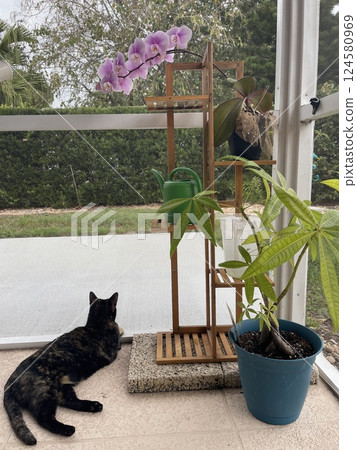 Cat enjoying the lanai Cat enjoying the lanai 124580969