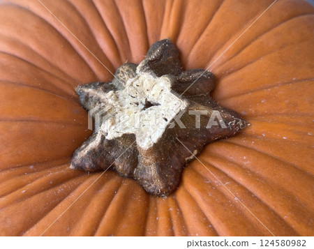 Close-up of a pumpkin stem's star-shaped base against vibrant orange ridges, showcasing nature's geometric perfection in fall's iconic fruit. 124580982