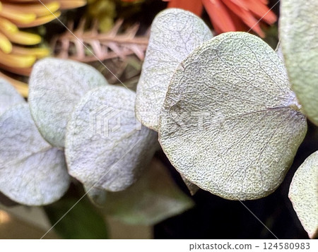 Nature's Silver Lace: Delicate Eucalyptus Leaves in Morning Light 124580983