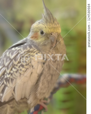An elegant cockatiel shows off its magnificent yellow crest and intricate wing patterns while striking a noble pose against a dreamy, bokeh-filled backdrop. An elegant cockatiel shows off its magnificent yellow crest and intricate wing patterns while striking a noble pose against a dreamy, bokeh-filled backdrop. 124580984
