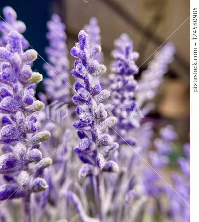 Lavender's Velvet Dream: A Symphony in Purple and Frost 124580985