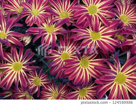 Crimson Starburst: Nature's Neon Symphony 124580986