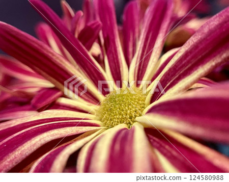 Bursting Magenta Petals: Close-Up Chrysanthemum 124580988
