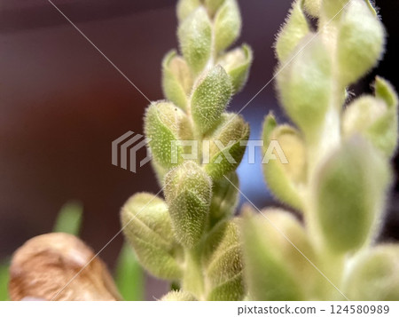 Velvet Awakening: Nature's Microscopic Ballet Velvet Awakening: Nature's Microscopic Ballet 124580989