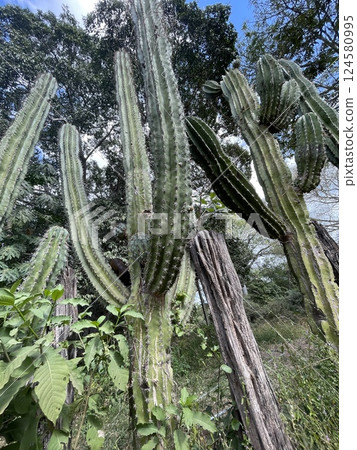 Cacti in Mexico Cacti in Mexico 124580995