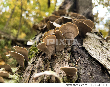 Whispering Woods: The Fungal Ballet on Autumn's Stage Whispering Woods: The Fungal Ballet on Autumn's Stage 124581001