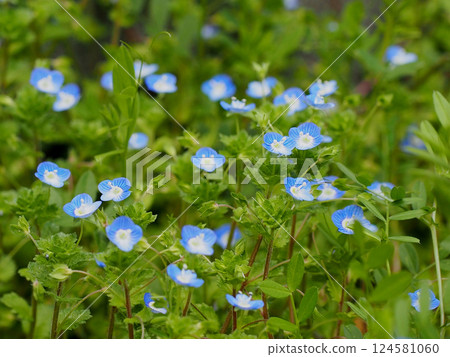 許多 Veronica persica 花盛開（花園裡生長著藍色的星眼） 124581060