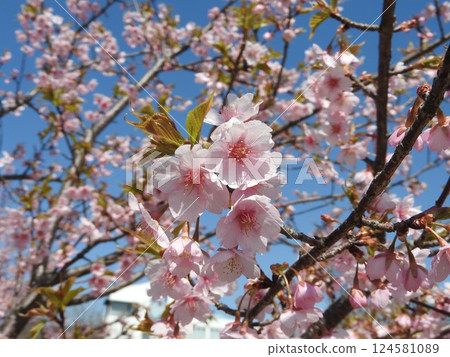 河津櫻花盛開 124581089