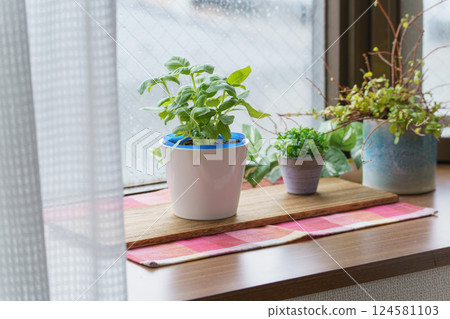 室內種植甜羅勒的圖片 124581103
