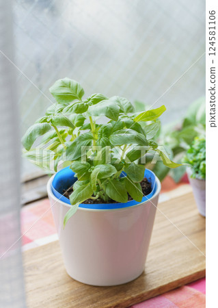 室內種植甜羅勒的圖片 124581106
