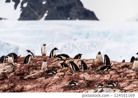 Gentoo Penguin colony on Cuverville island Gentoo Penguin colony on Cuverville island 124581169
