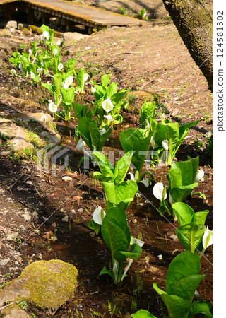 Skunk cabbage in Fuefuki City, Yamanashi Prefecture 124581302