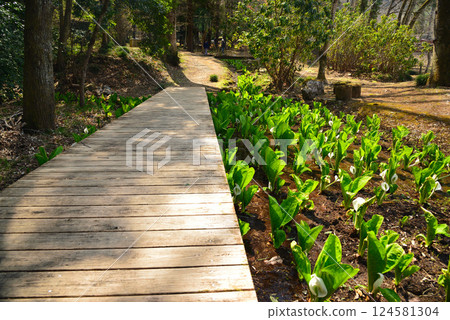 Skunk cabbage in Fuefuki City, Yamanashi Prefecture 124581304