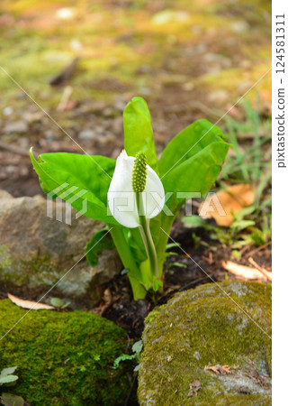 Skunk cabbage in Fuefuki City, Yamanashi Prefecture Skunk cabbage in Fuefuki City, Yamanashi Prefecture 124581311