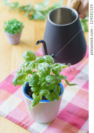 室內種植甜羅勒的圖片 124581324