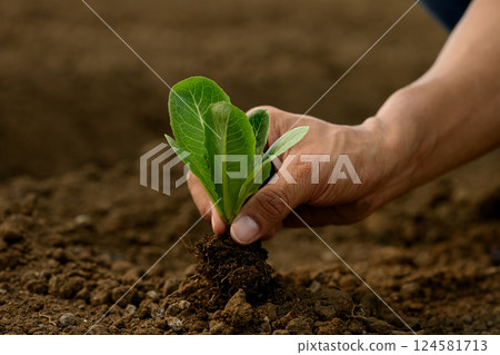 Hand planting a leafy green vegetable seedling into the earth. Eco-friendly and care for the earth concept 124581713