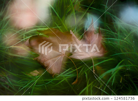 綠葉之上的奇幻景觀 綠葉之上的奇幻景觀 124581736