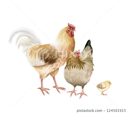 Chicken family with rooster, mother hen and baby chick watercolor isolated illustration. Poultry yard birds for farm animals designs. Realistic fowl clipart for organic products from village 124581915