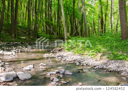 shallow creek in the forest. green park outdoors with foliage trees on the shore in spring. nature environment with roots and stone in the water. landscape in morning dappled light 124582452