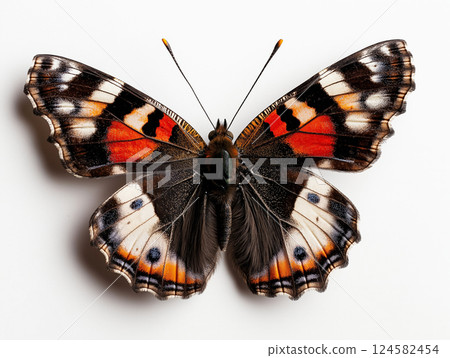 Vibrant red admiral butterfly with detailed wings spread 124582454
