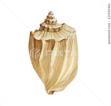 Watercolor spiral seashell illustration, hand painted ocean shell clipart, marine mollusk on white background 124582462