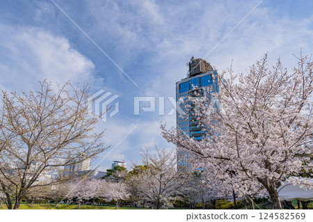 [Shizuoka Prefecture] Cherry blossoms at Sunpu Castle Park and the Shizuoka Prefectural Office Building 124582569