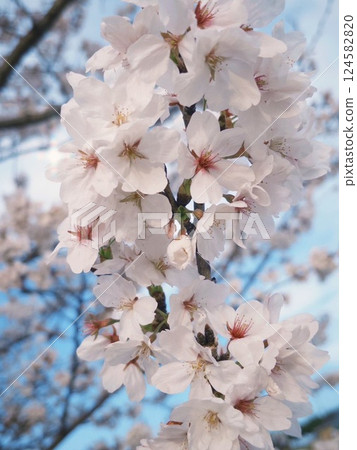 Close-up shot of cherry blossoms in full bloom 124582820
