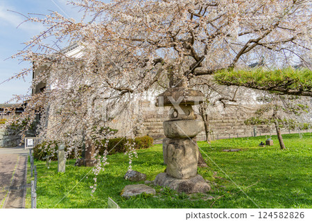 [Shizuoka Prefecture] Cherry blossoms near the Higashimikado Gate at Sunpu Castle Park 124582826