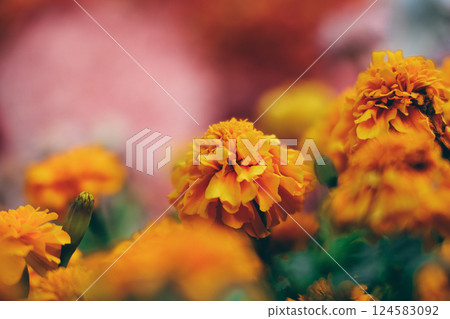 the Vibrant Orange Marigold Flowers in Bloom 124583092