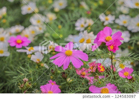 a Pink and white cosmos flowers in garden. Cosmos bipinnatus in Full Bloom a Pink and white cosmos flowers in garden. Cosmos bipinnatus in Full Bloom 124583097