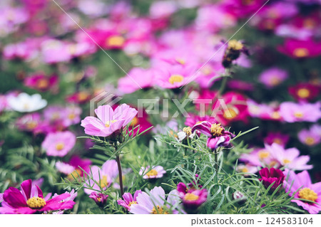 a Pink and white cosmos flowers in garden. Cosmos bipinnatus in Full Bloom a Pink and white cosmos flowers in garden. Cosmos bipinnatus in Full Bloom 124583104