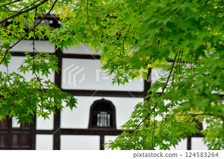 Fresh green maple trees and the lecture hall of Tenryu-ji Temple Fresh green maple trees and the lecture hall of Tenryu-ji Temple 124583264