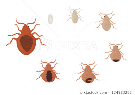 Bed Bugs Life Cycle, Different Stages of Development Bed Bugs Life Cycle, Different Stages of Development 124583292
