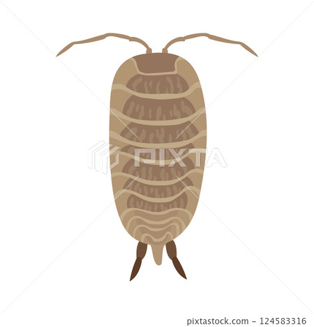 Woodlouse crawling, segmented body and antennae Woodlouse crawling, segmented body and antennae 124583316
