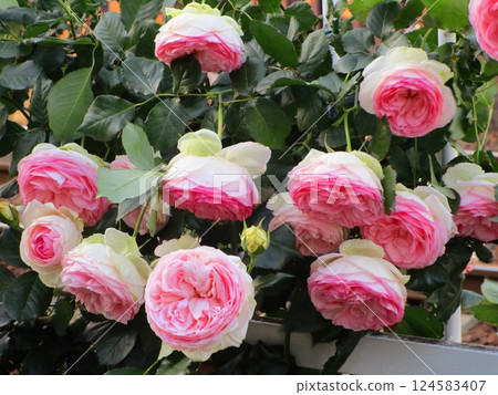 Rose pink rose Rose pink rose 124583407