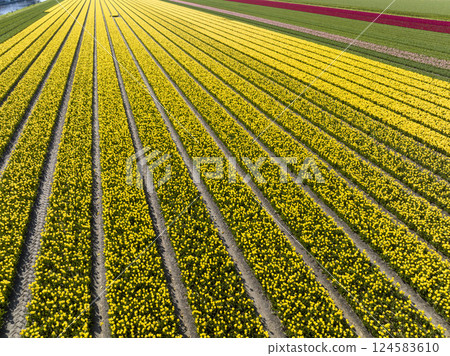 Colorful Blooming Tulip Fields in the Netherlands, Aerial Drone Shot. Colorful Blooming Tulip Fields in the Netherlands, Aerial Drone Shot. 124583610
