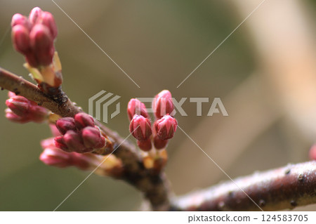 櫻花花蕾綻放，靜待春天 124583705