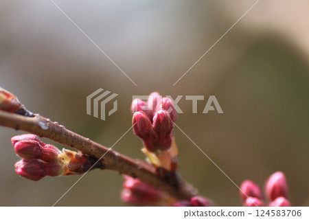 櫻花花蕾綻放,靜待春天 櫻花花蕾綻放,靜待春天 124583706