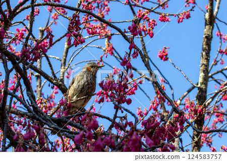A bulbul perching on a cherry tree 124583757