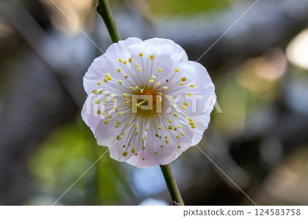White plum blossoms 03 124583758