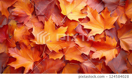 秋天的落葉和落葉 秋天的落葉和落葉 124584028
