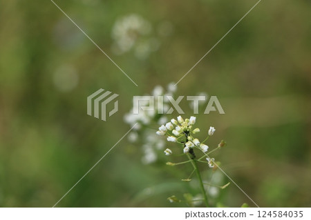 Small white milk vetch flowers blooming in the field Small white milk vetch flowers blooming in the field 124584035