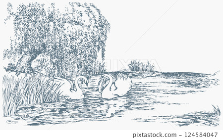 Vector drawing. Two swans in the park lake. Vector drawing. Two swans in the park lake. 124584047