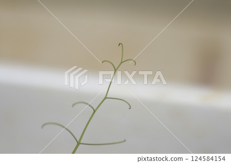 The tips of snack peas that survived the winter 124584154
